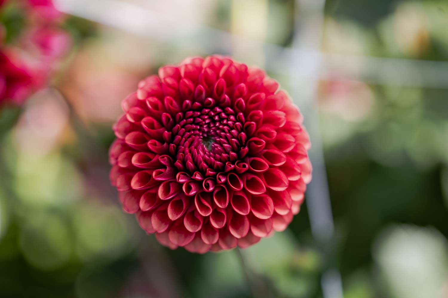 Dahlie 'Copper Boy'
